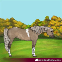 Horse Color:Gray Silver Grullo Tobiano