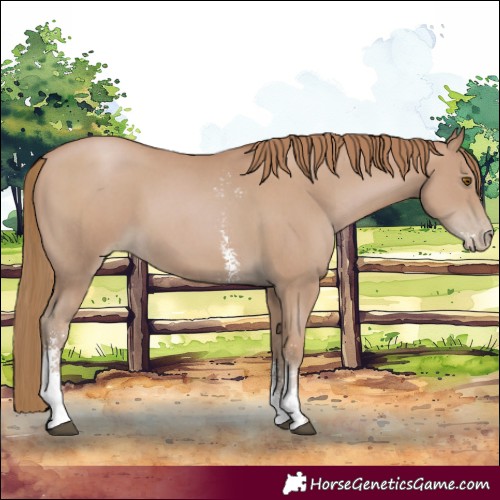 Horse Color:Black Pearl Sabino 