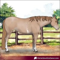 Horse Color:Black Pearl Sabino 