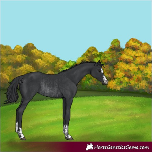 Horse Color:Black  and Black Rabicano 