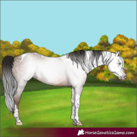 Horse Color:Gray Sable Champagne Tobiano