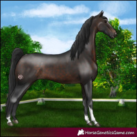 Horse Color:Brown Tobiano 