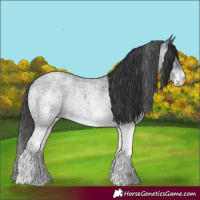 Horse Color:White Spotted Blue Roan 