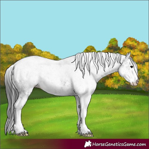 Horse Color:White Spotted Black 