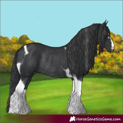 Horse Color:Black Tobiano Rabicano 