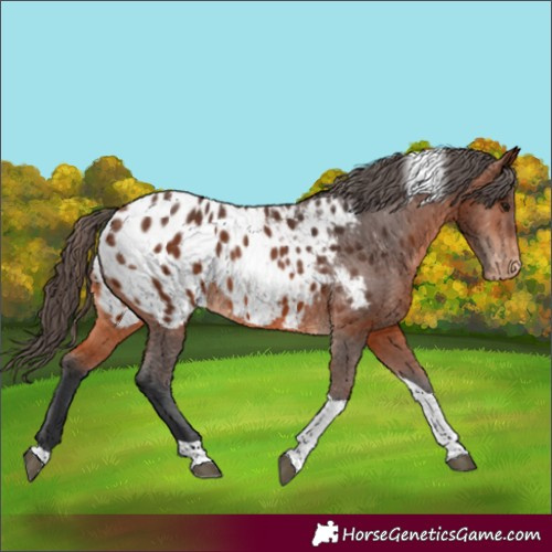 Horse Color:Bay Tobiano Blanket 