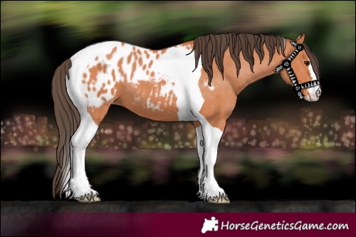 Horse Color:Bay Tobiano Appaloosa 