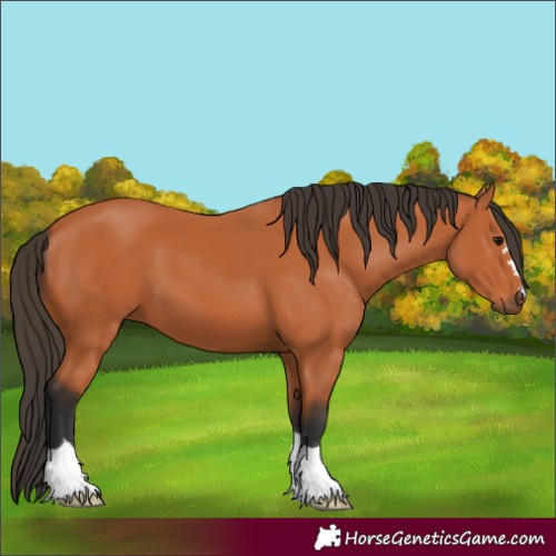 Horse Color:Bay 
