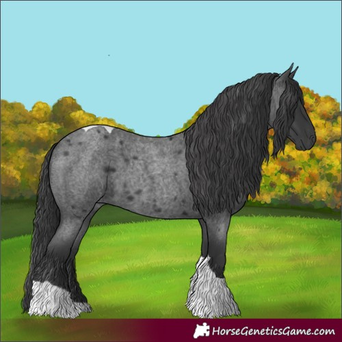 Horse Color:Blue Roan Tobiano 