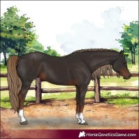 Horse Color:Liver Chestnut Tobiano 