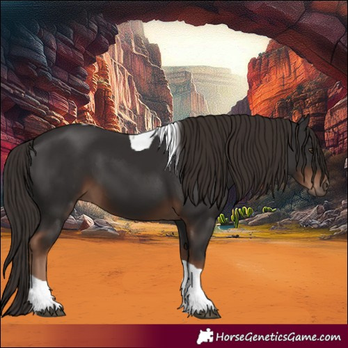 Horse Color:Liver Chestnut Tobiano 