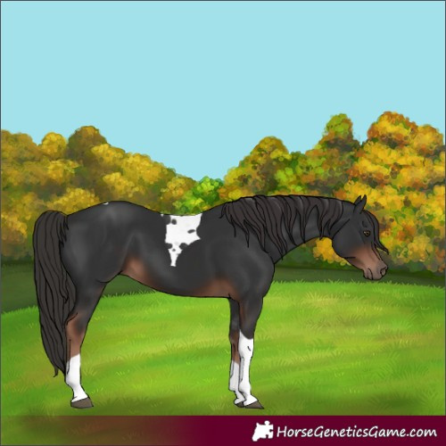 Horse Color:Liver Chestnut Tobiano 