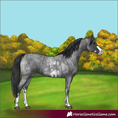Horse Color:Blue Roan Sabino Splash  and Blue Roan Sabino 