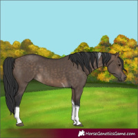 Horse Color:Brown Dun Tobiano 