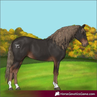 Horse Color:Liver Chestnut Tobiano 