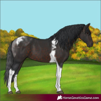 Horse Color:Brown Tobiano 