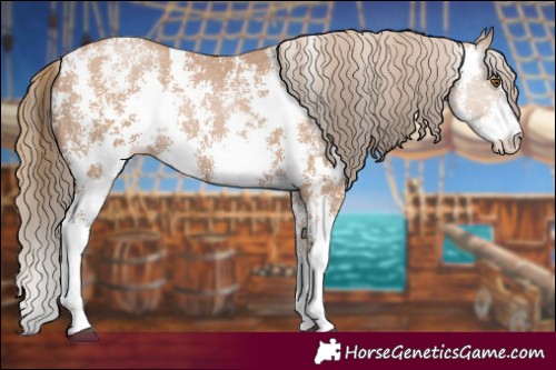 Horse Color:Black Pearl Sabino 