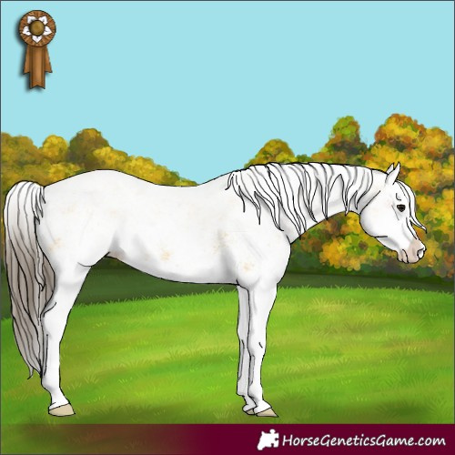 Horse Color:White Spotted Bay Splash  and White Spotted Buckskin Splash 