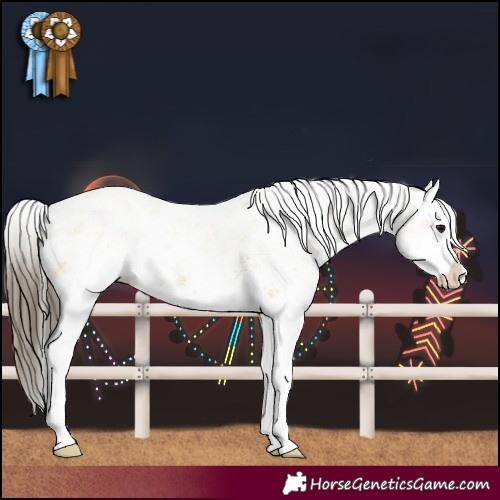 Horse Color:White Spotted Bay Splash  and White Spotted Buckskin Splash 