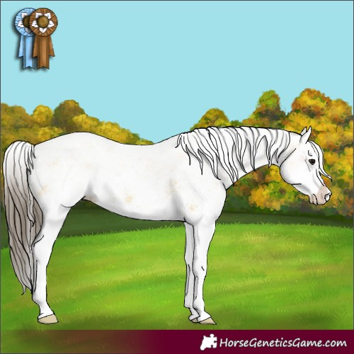 Horse Color:White Spotted Bay Splash  and White Spotted Buckskin Splash 