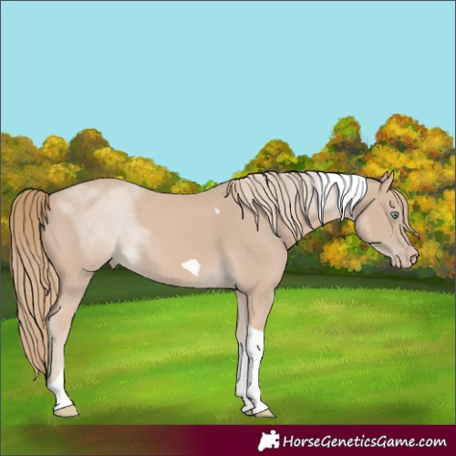 Horse Color:Smoky Creme Tobiano