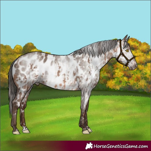Horse Color:Amber Champagne Near Leopard  and Gray Amber Champagne Near Leopard 