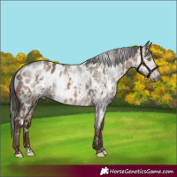 Horse Color:Amber Champagne Appaloosa and Gray Amber Champagne Appaloosa