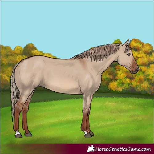 Horse Color:Unknown