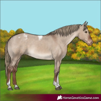 Horse Color:Liver Red Dun Tobiano Appaloosa Rabicano