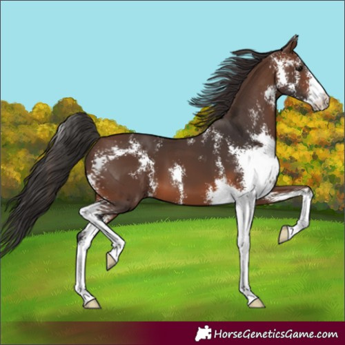 Horse Color:Brown Sabino