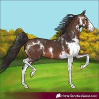 Horse Color:Brown Sabino 