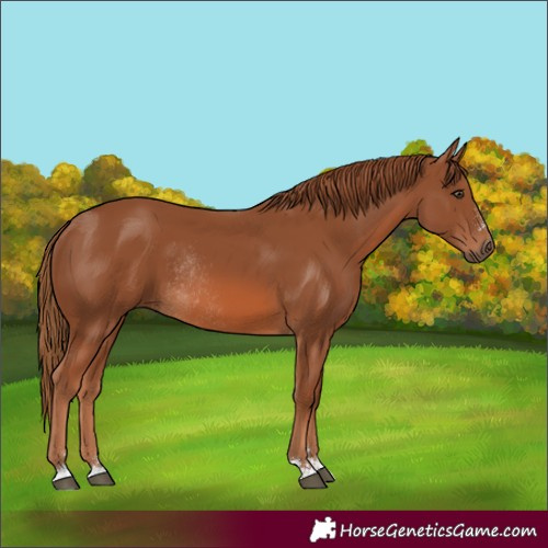 Horse Color:Chestnut Rabicano 