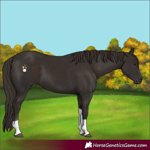 Horse Color:Liver Chestnut Tobiano 