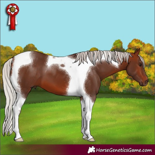 Horse Color:Silver Brown Tobiano 