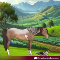 Horse Color:Sable Champagne Tobiano