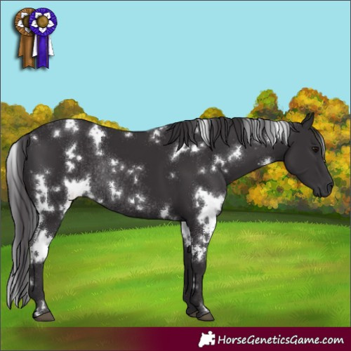 Horse Color:White Spotted Smoky Black Rabicano 