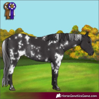 Horse Color:White Spotted Smoky Black Rabicano