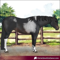 Horse Color:Brown Tobiano 