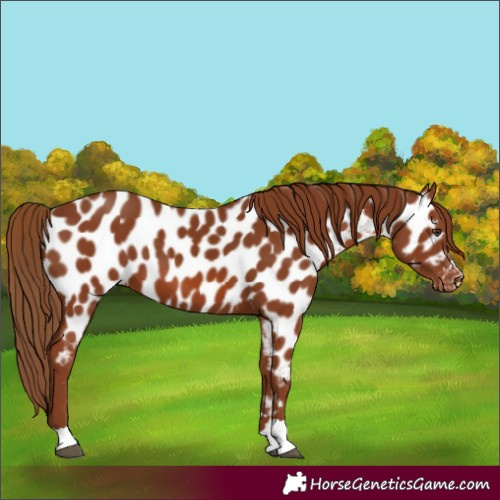 Horse Color:Chestnut Appaloosa 