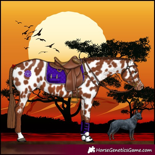 Horse Color:Chestnut Near Leopard 