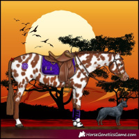 Horse Color:Chestnut Near Leopard