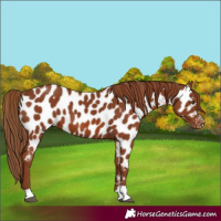 Horse Color:Chestnut Appaloosa