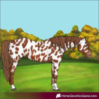 Horse Color:Chestnut Appaloosa