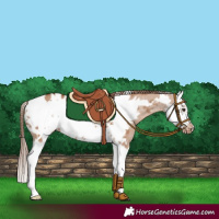 Horse Color:Red Dun Splash Frame Appaloosa 