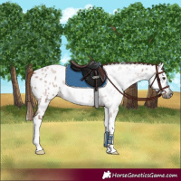 Horse Color:Gray Red Roan Splash Near Leopard Rabicano