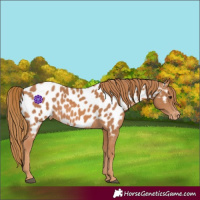 Horse Color:Chestnut Near Leopard 