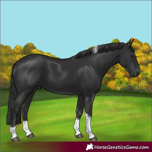 Horse Color:Liver Chestnut Tobiano 