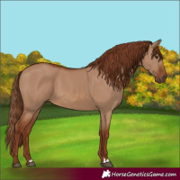 Horse Color:Red Dun
