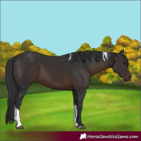 Horse Color:Unknown 