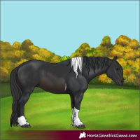 Horse Color:Brown Tobiano 